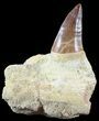 Mosasaur (Prognathodon) Jaw Section With Tooth #50493-1